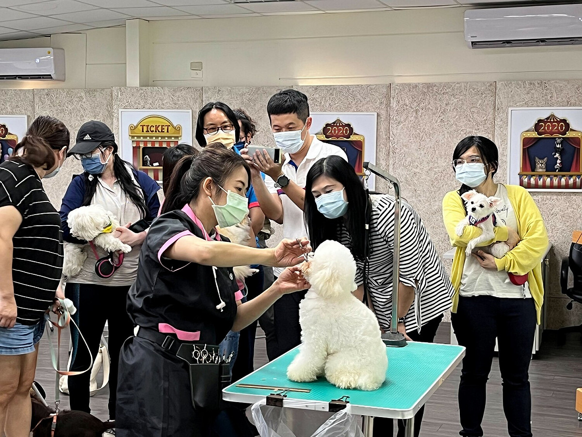 張雅如老師現場實際示範毛髮修剪。 圖：新北市動保處提供