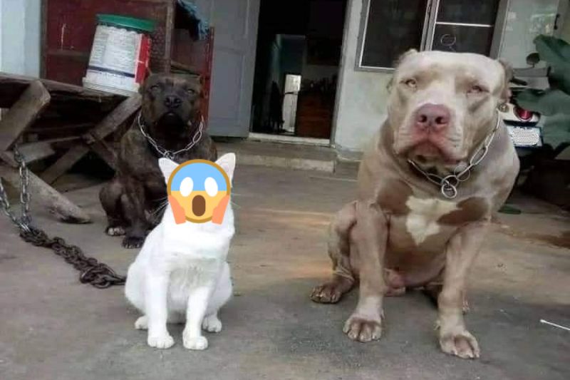 國外一隻白貓從小與比特犬一起生活，長大後眼神卻逐漸無湯。 圖／FB帳號Mr. Gato