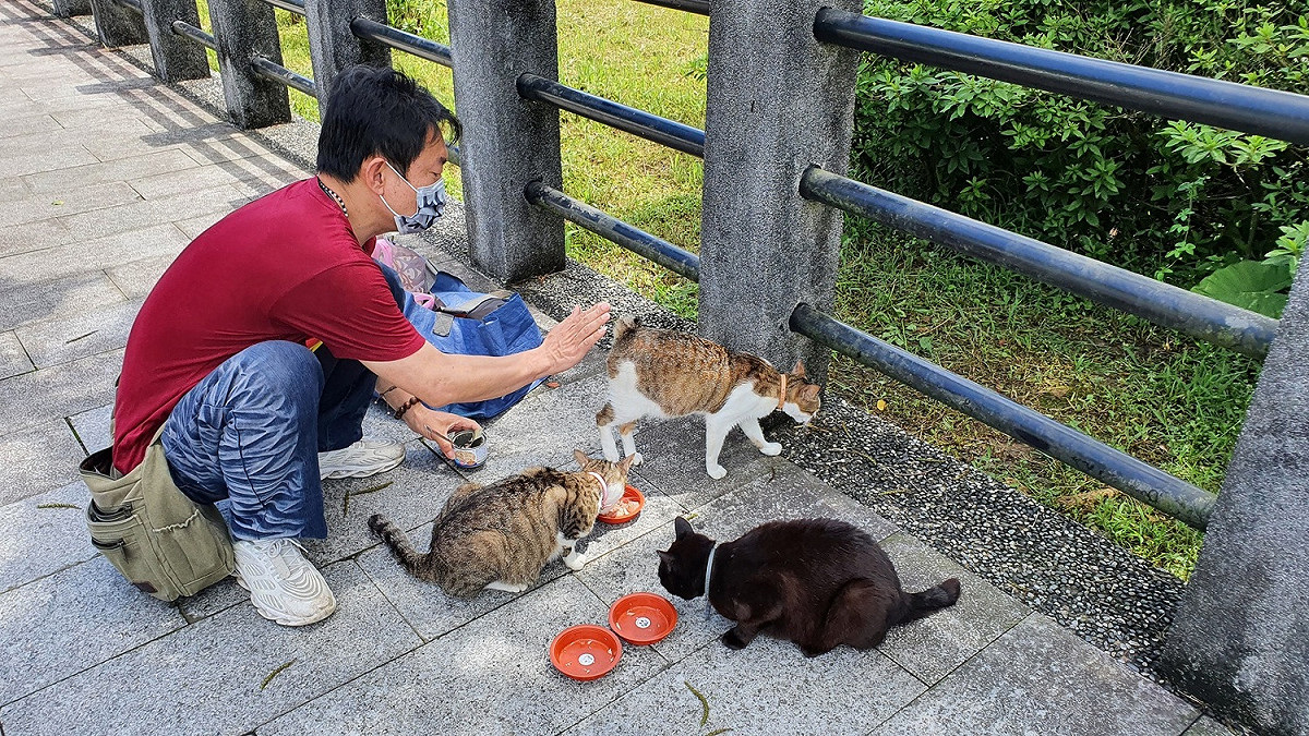 貓村居民或志工會協助餵養貓村貓隻。 圖：新北市動保處提供