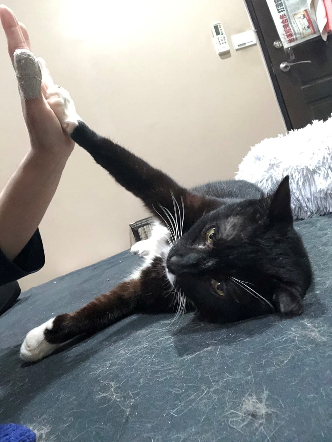 周倉與飼主自在玩耍互動。 圖：新北市動保處提供