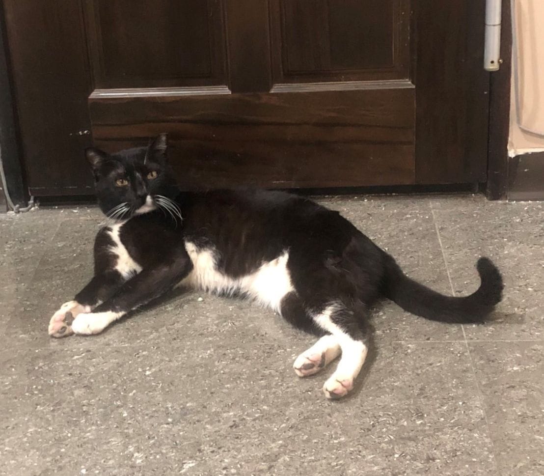 周倉在門口等飼主下班回家，非常忠心。 圖：新北市動保處提供