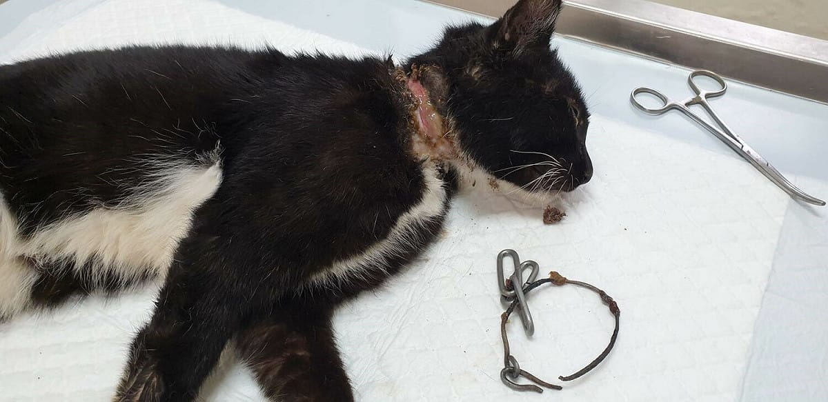 周倉剛到新店動物之家時，頸部鐵絲纏繞受傷，由獸醫清創醫療。 圖：新北市動保處提供