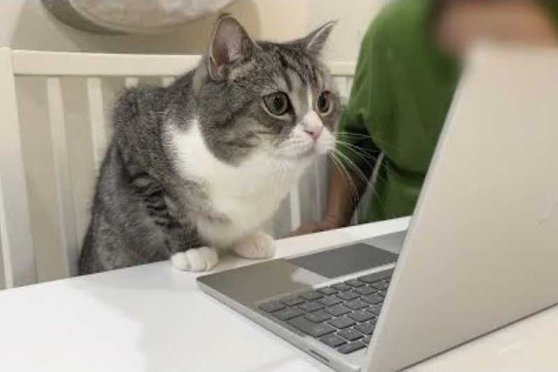 主人住院與貓咪開視訊，貓見到螢幕中的他急壞：「真的好想你」。 圖／Twitter：catmotimaru