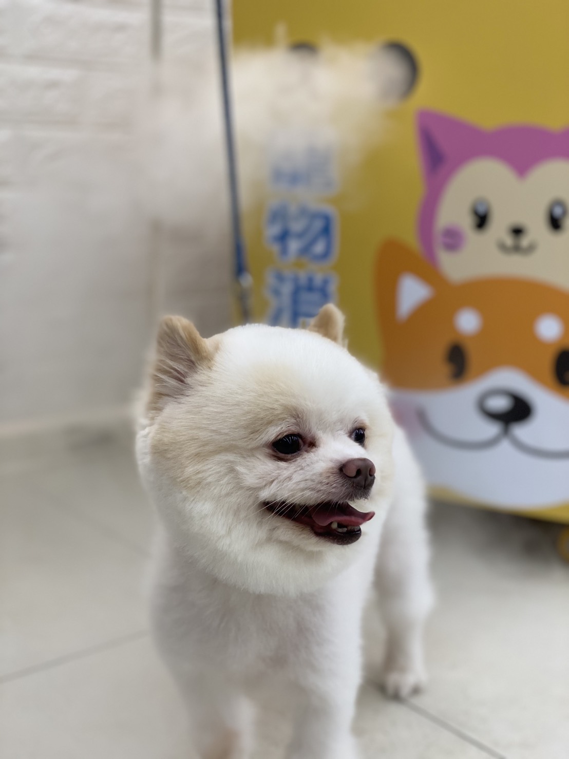 飼養寵物，不要只是三分鐘熱度。 圖：新北市動保處提供