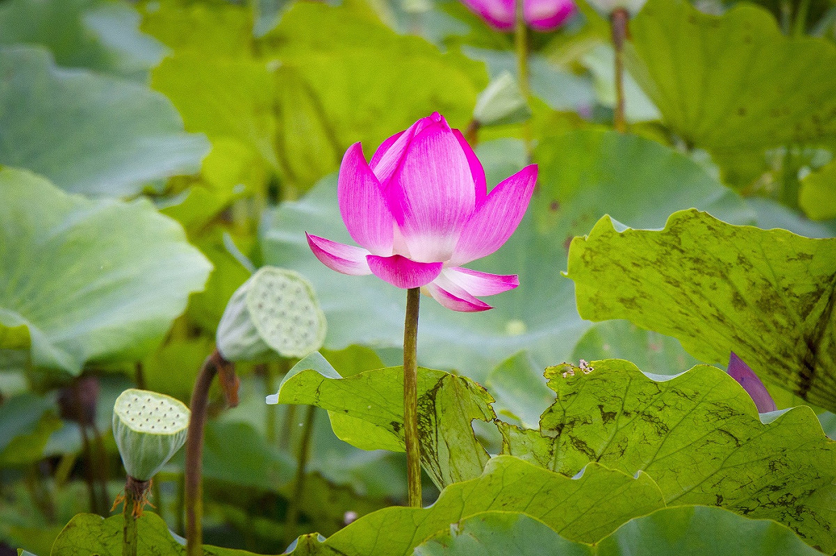 浮洲人工濕地荷花嬌豔欲滴。