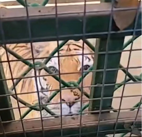 中國河南洛陽欒川竹海野生動物園中，有一個廁所與虎籠相連。 圖：翻攝自《九派新聞》
