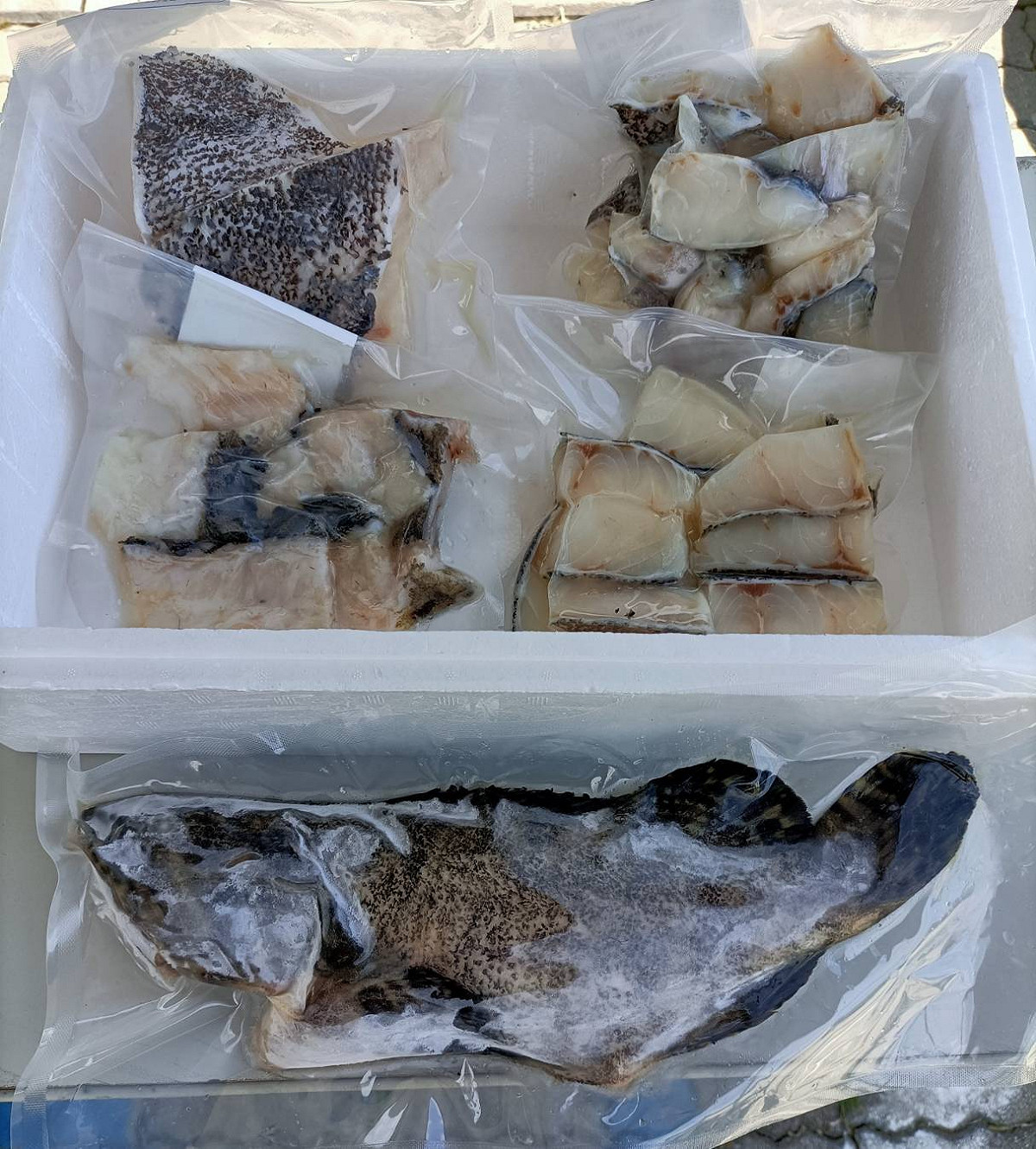 高雄市將補助石斑魚每公斤20元。 圖：高雄市漁業局提供