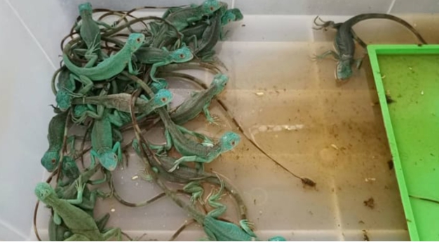 泰國曼谷機場從兩名印度女性行李中發現的走私蜥蜴。 圖：翻攝自泰國國家公園、野生動物和植物保護部