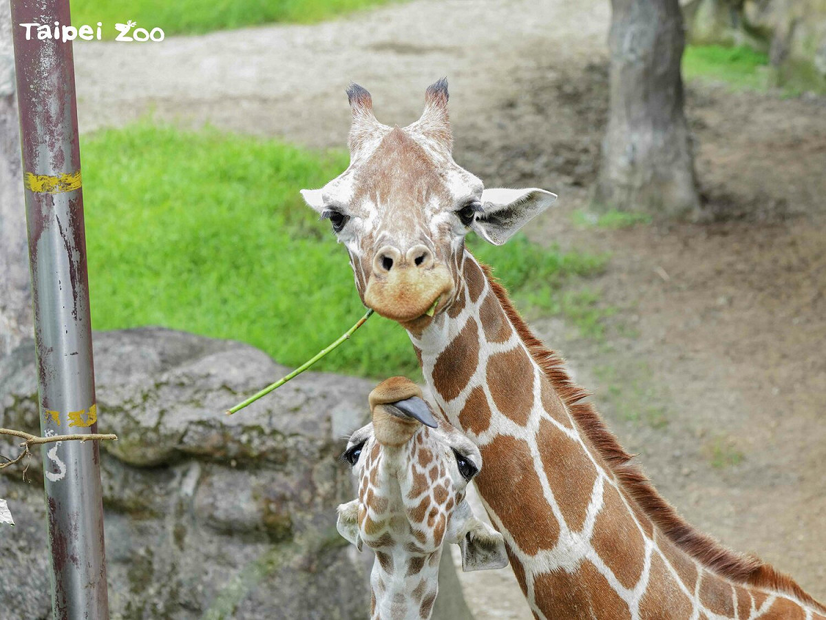 長頸鹿看著攝影鏡頭，留下可愛的吃草畫面。 圖：台北市立動物園／提供