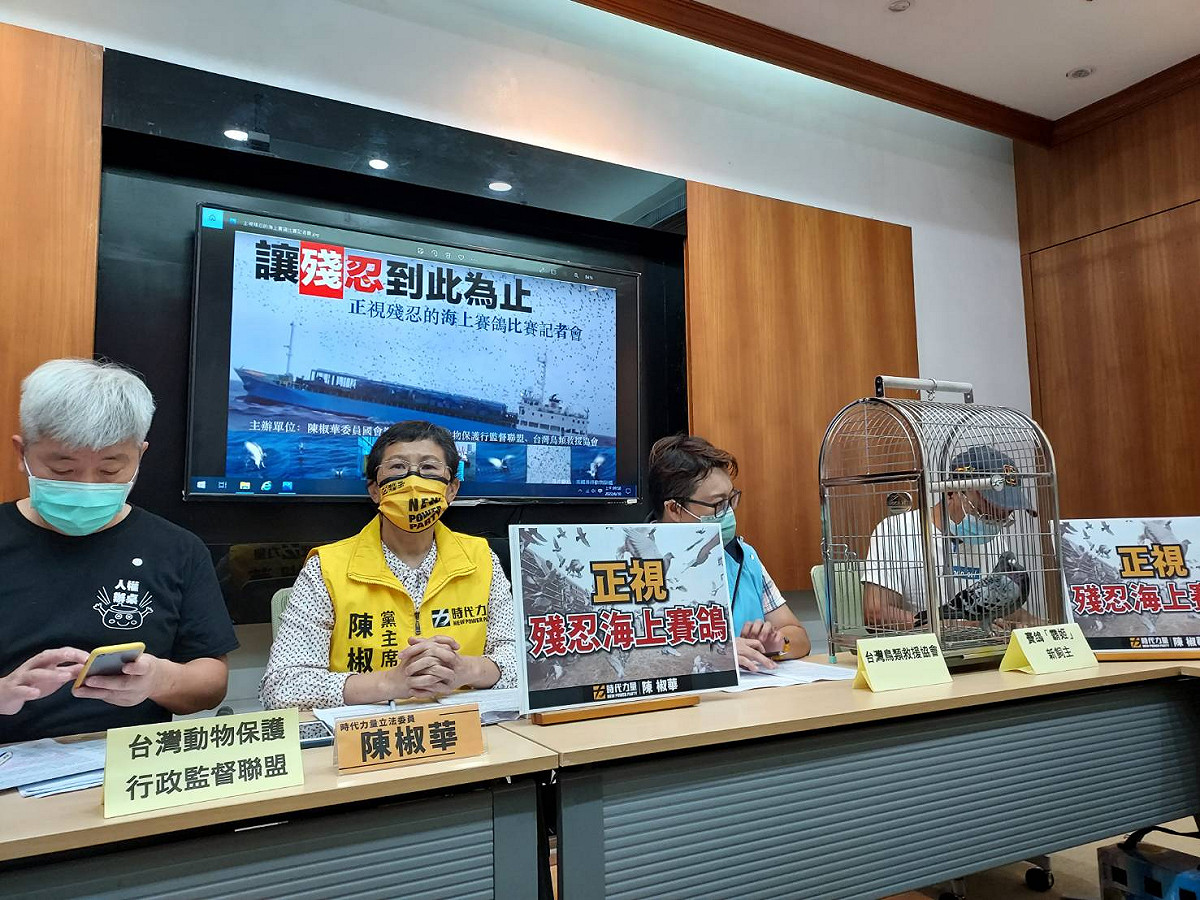 陳椒華與動保團體召開「讓殘忍到此為止，正視海上賽鴿比賽」記者會。 圖：陳佩君／攝