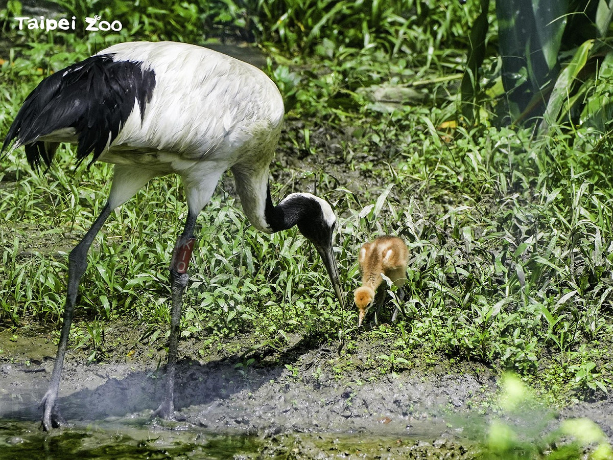 台北市立動物園的丹頂鶴KIKA和BIG來台11年，終於自然繁殖成功。 圖：台北市立動物園／提供