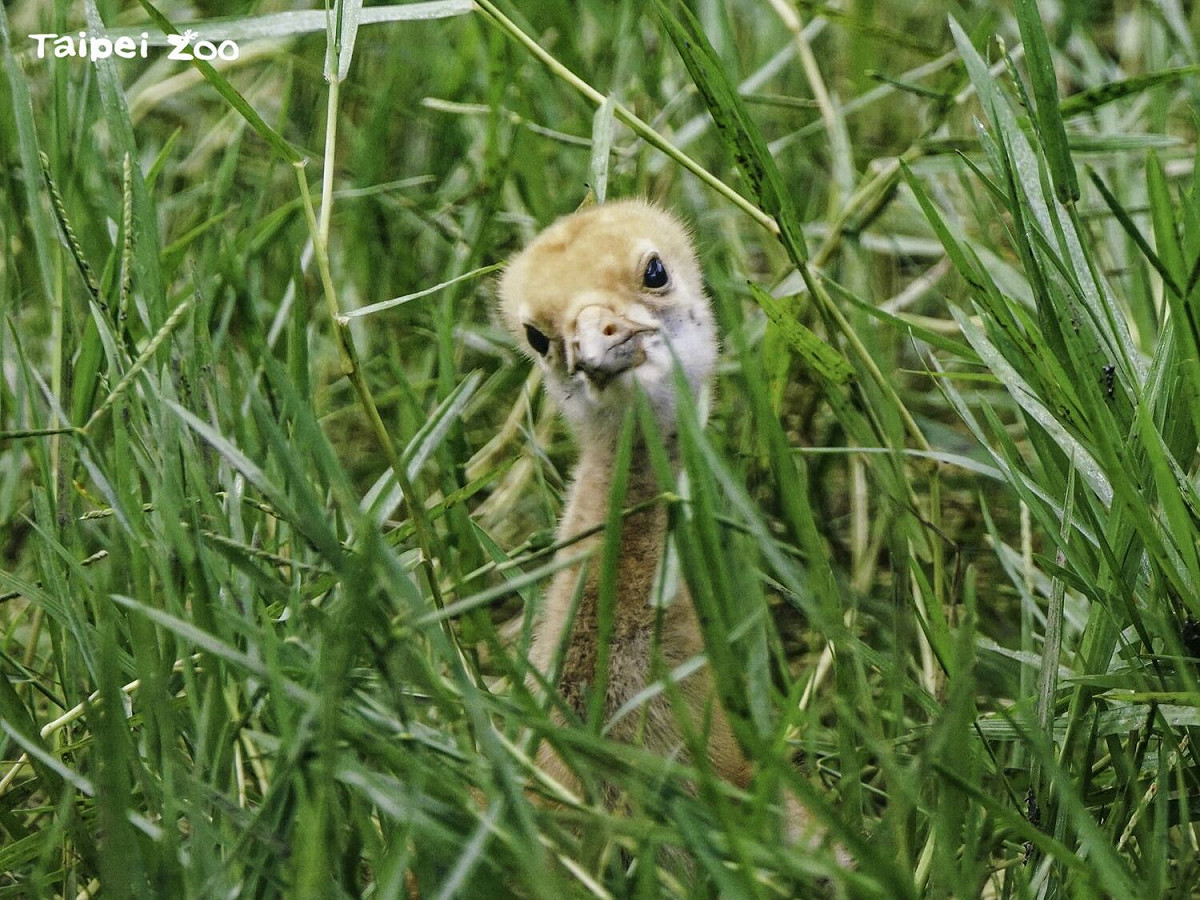 丹頂鶴寶寶。 圖：台北市立動物園／提供