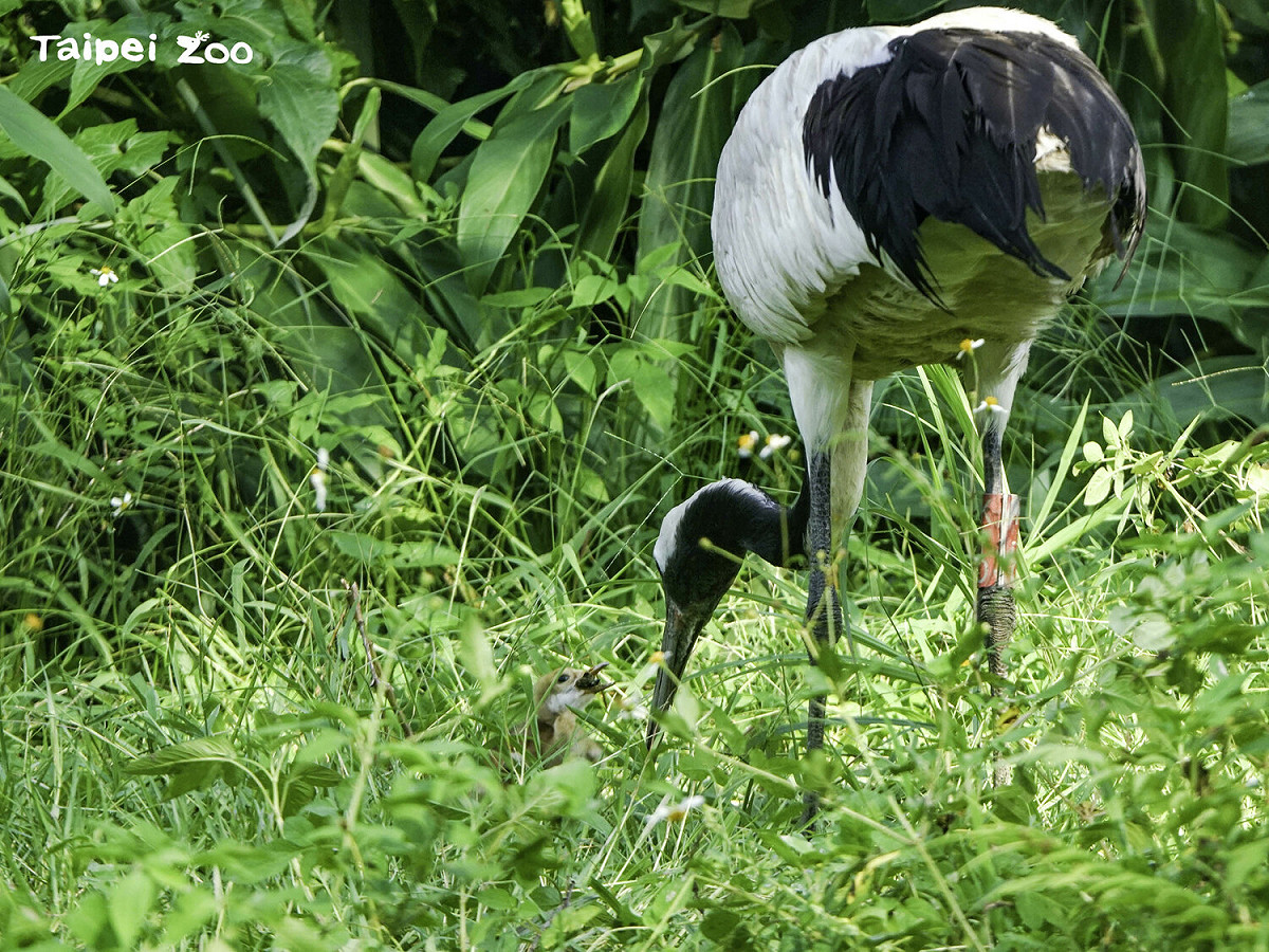 丹頂鶴寶寶孵化後跟著媽媽KIKA四處活動。 圖：台北市立動物園／提供