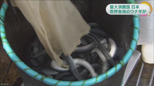 瀕臨絕種的日本鰻首度成為「瀕臨絕種野生動植物國際貿易公約」締約國會議的討論焦點，歐盟提案全面進行調查。 圖：翻攝NHK