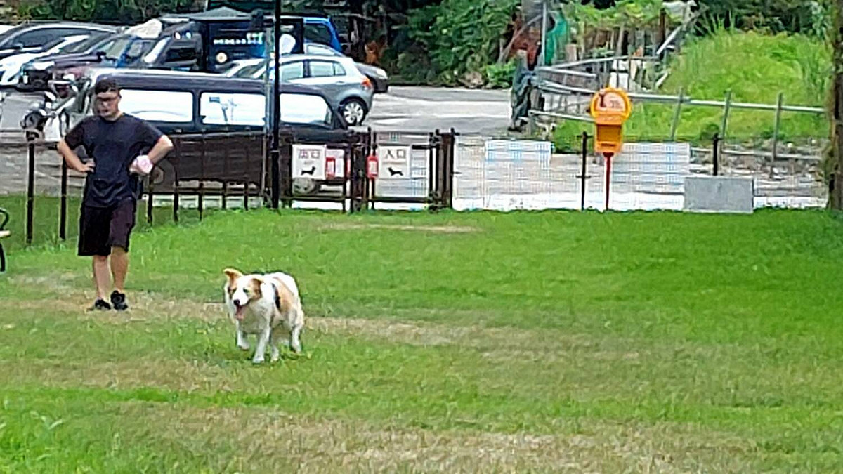 一大早就有飼主帶狗狗前往汐止寵物運動場散步。 圖：新北市動保處提供