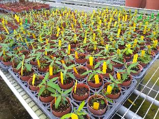 花蓮場採山胡椒採種催芽與繁殖體系技術，提高發芽率。 圖：行政院農業委員會花蓮區農業改良場 / 提供
