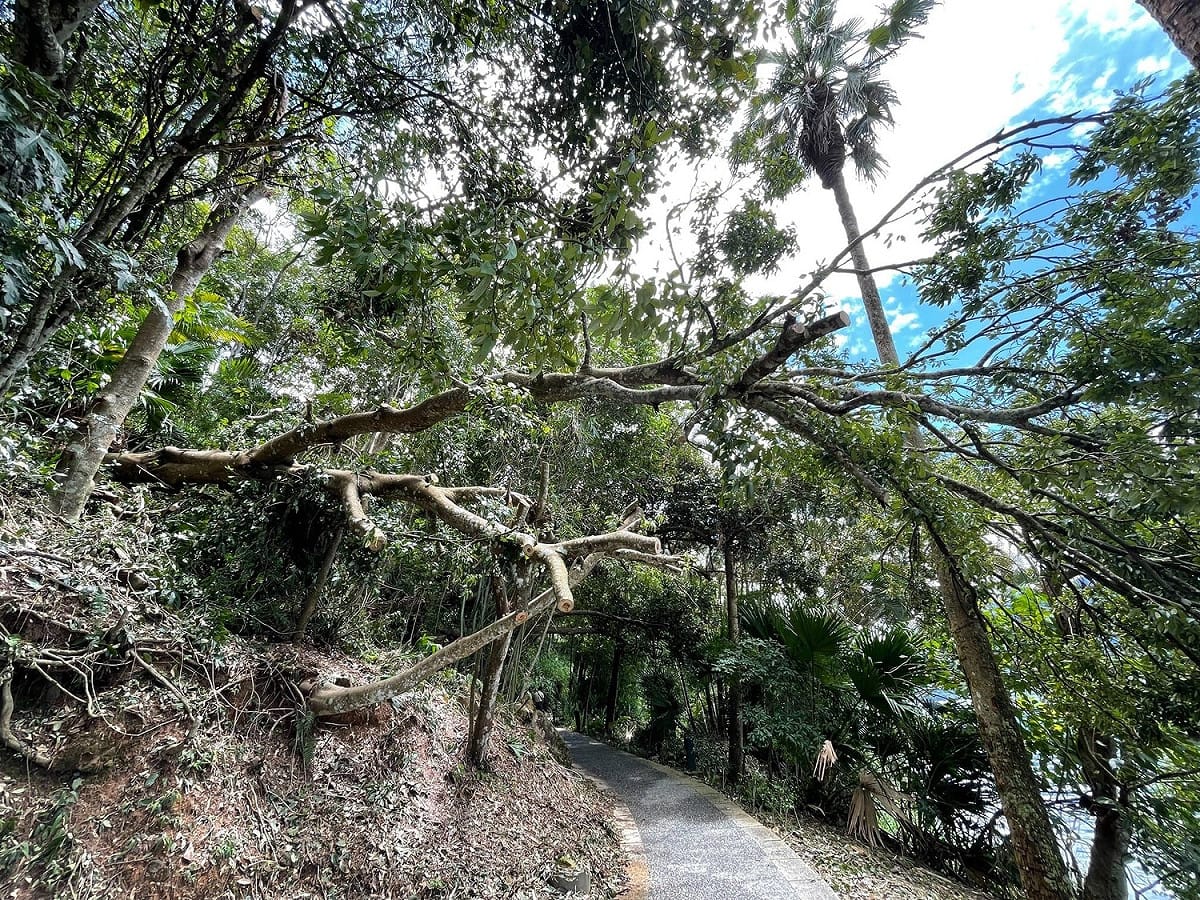 由於連日午後雷雨影響，日月潭涵碧步道上的台灣紅豆樹倒塌。 圖：擷取自日月潭國家風景區管理處臉書
