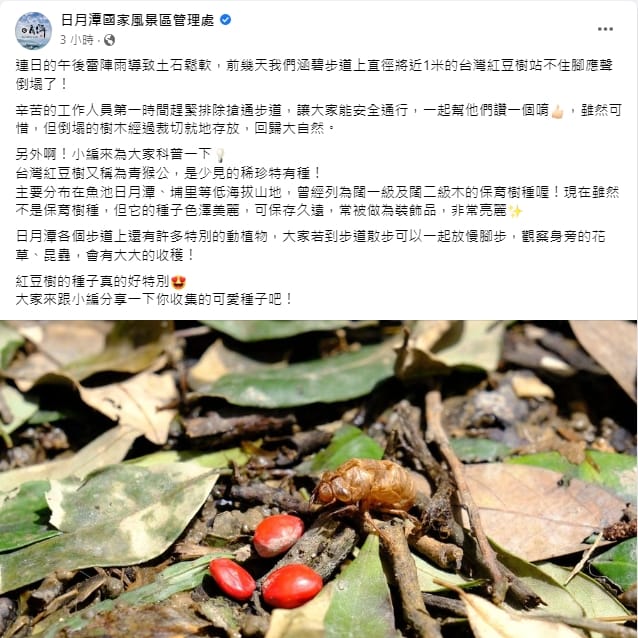 日管處表示，倒塌的台灣紅豆樹經過裁切就地存放，回歸大自然。 圖：擷取自日月潭國家風景區管理處臉書