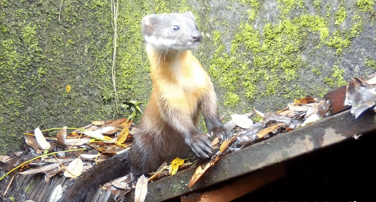 林務局羅東林區管理處給動物安全回家路，超萌黃喉貂也來打卡。 圖：林務局羅東林區管理處 / 提供
