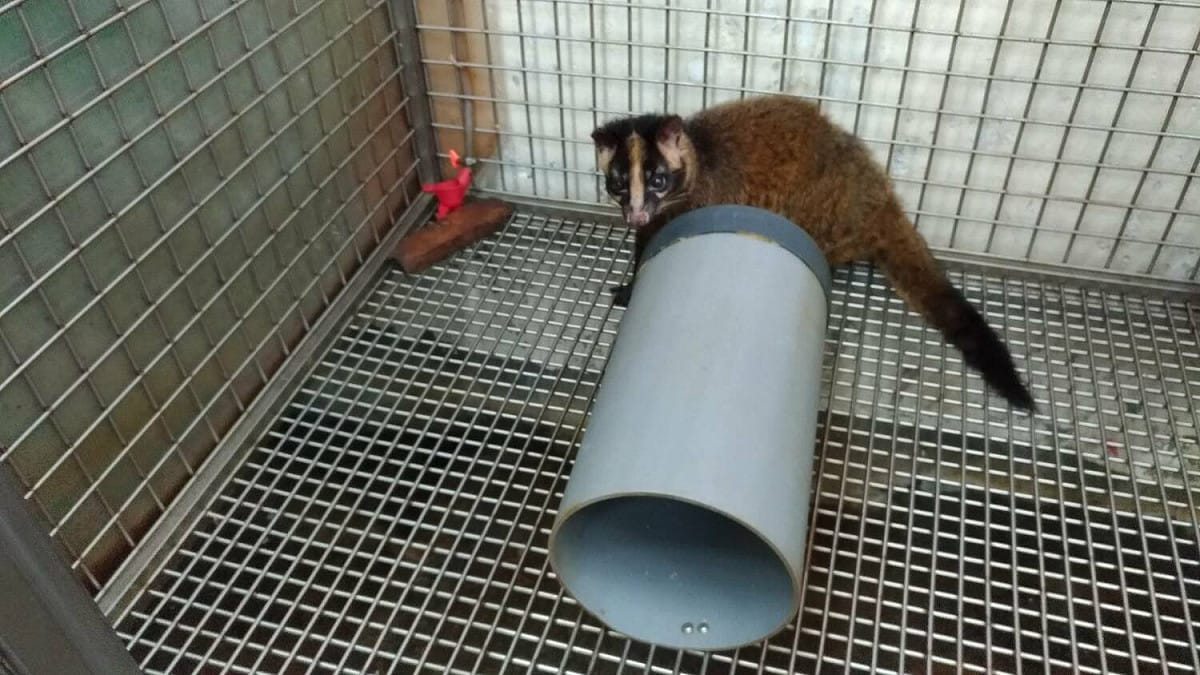 白鼻心為台灣野生動物狂犬病宿主之一。 圖：新北市動保處提供