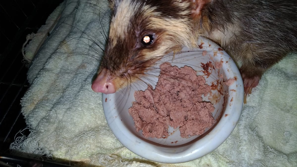 鼬獾是台灣淺山區域常見的野生動物。 圖：新北市動保處提供