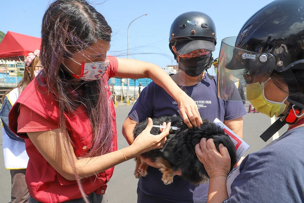 動保處每年安排巡迴行程辦理狂犬病預防注射服務。 圖：新北市動保處提供