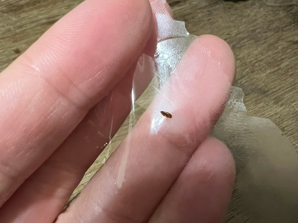 不小心誤食跳蚤時，可能還會感染絛蟲。 圖：新北市動保處提供