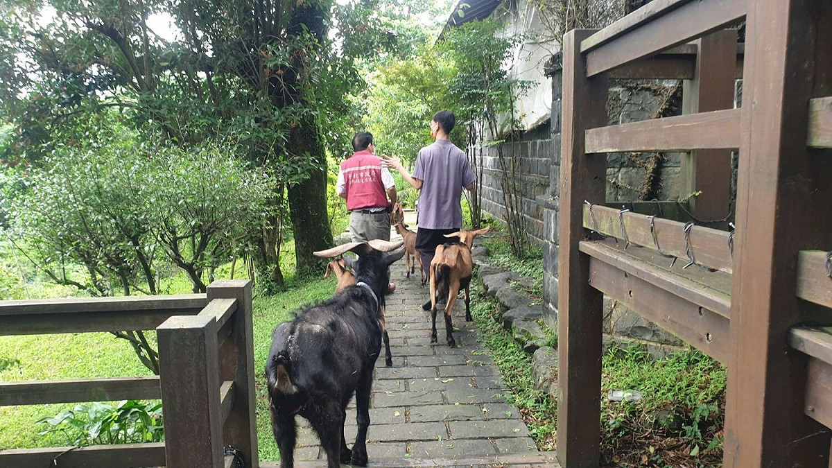 獸醫指彭明發導飼主黃昭穎寵物羊應注意事項。 圖：新北市動保處提供