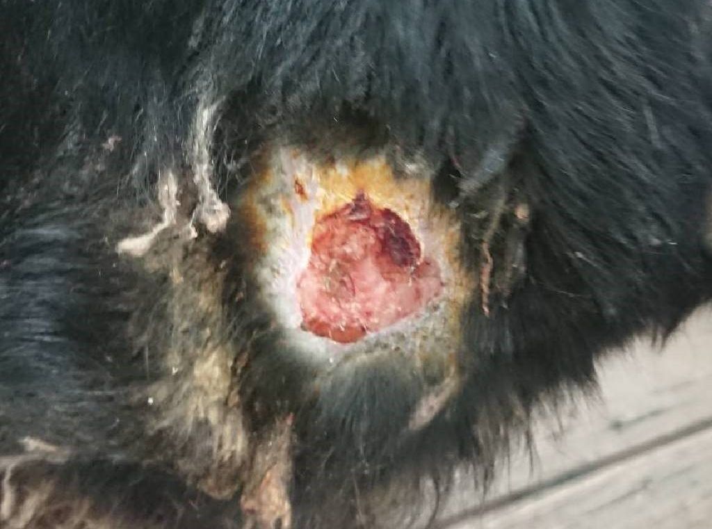 緣道觀音寺飼養的山羊因右肩胛蜂窩性組織炎，至淡水動物之家尋求協助醫療。 圖：新北市動保處提供