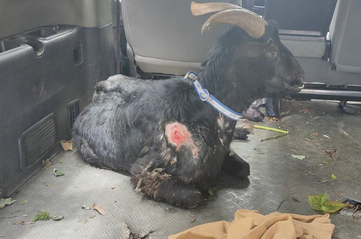 山羊蜂窩性組織炎經獸醫清創注射藥物及口服藥等治療一周後傷口已逐漸恢復。 圖：新北市動保處提供