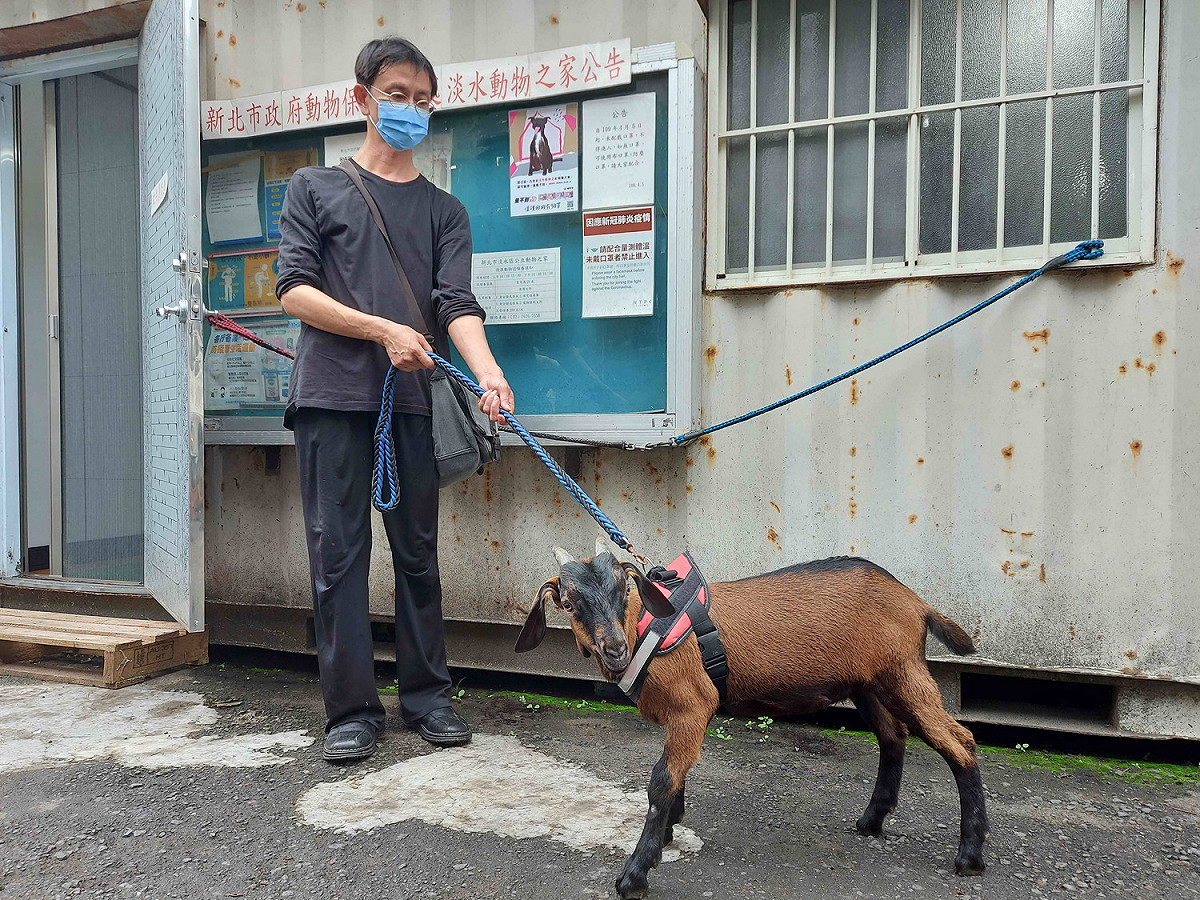 飼主黃昭穎帶兩隻仔羊至淡水動物之家尋求協助節育手術。 圖：新北市動保處提供