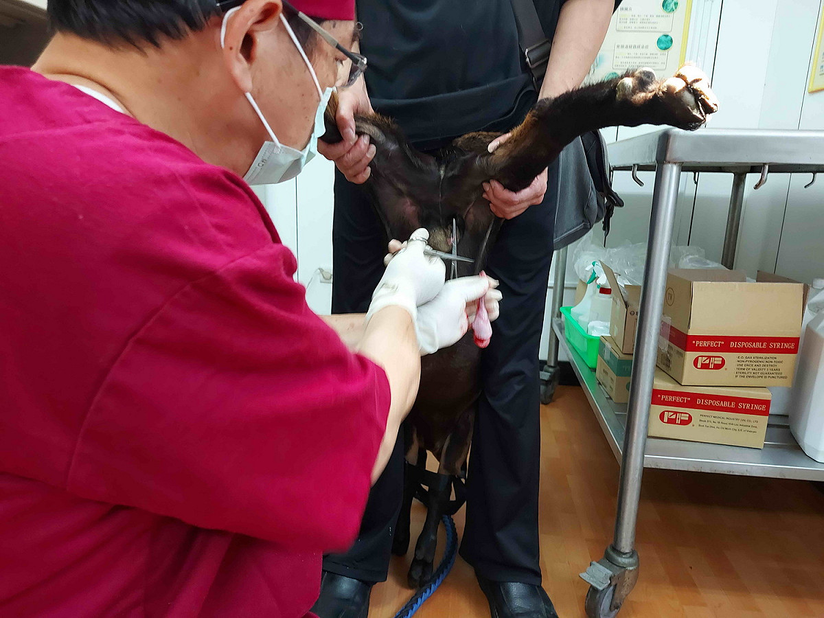 獸醫彭明發熟練的為仔羊施行節育手術。 圖：新北市動保處提供