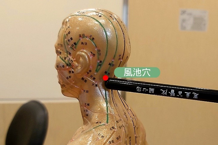風池位於頭骨下方，與耳垂齊平，髮際內的兩個明顯凹陷處。 圖：恩主公醫院/提供
