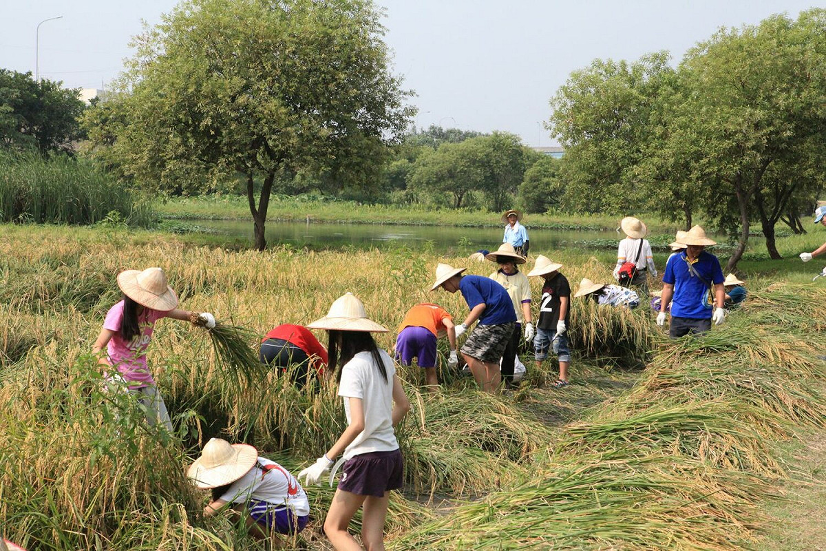 新北濕地割稻體驗（108年、疫情前拍攝）。 圖：新北市水利局提供