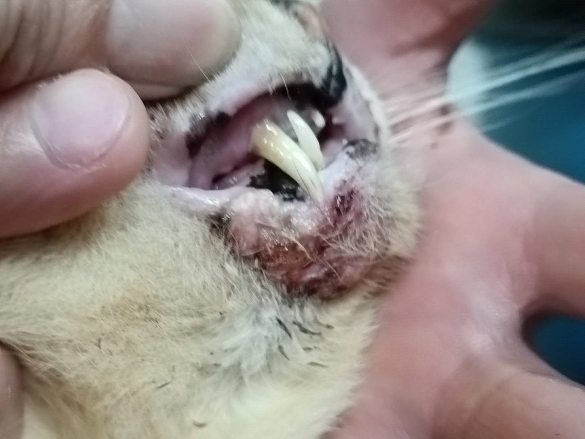 七喜剛到五股動物之家時下巴長一顆腫瘤。 圖：新北市動保處提供