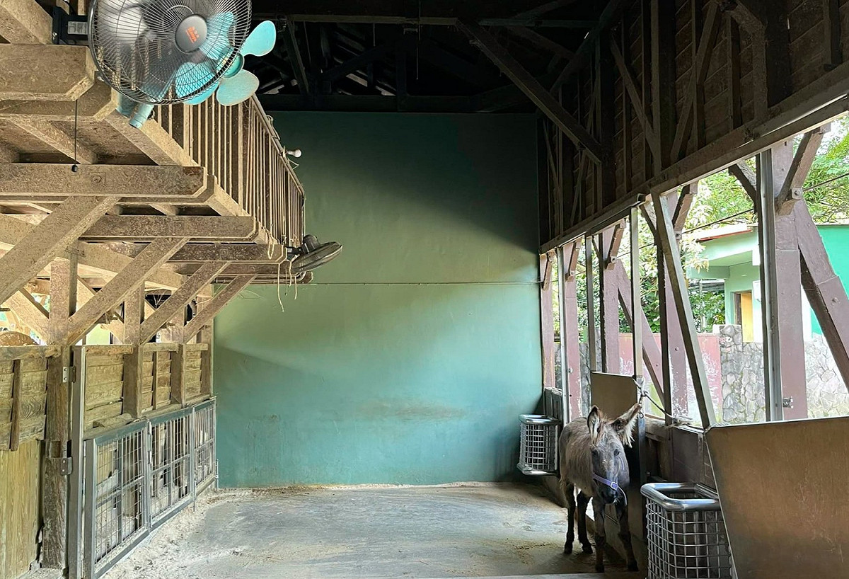 保育員拍下迷你馬超萌消暑模樣。 圖：台北市立動物園 / 提供