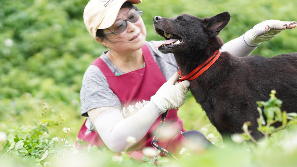 香港志工蒙玉芬從金融業退休後選擇定居淡水，現在是淡水動物之家最資深的動保志工之一。 圖：新北市動保處提供
