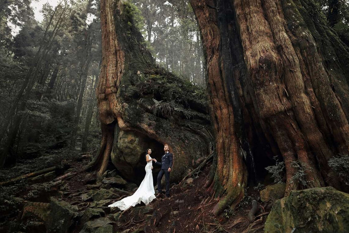 阿里山國家風景區管理處獨家開創「神木下婚禮」。 圖：翻攝自交通部觀光局阿里山國家風景區管理處官網