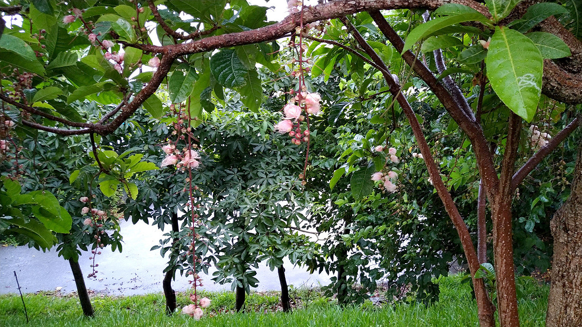 穗花棋盤腳，現已陸續在八里龍米河濱公園綻放。