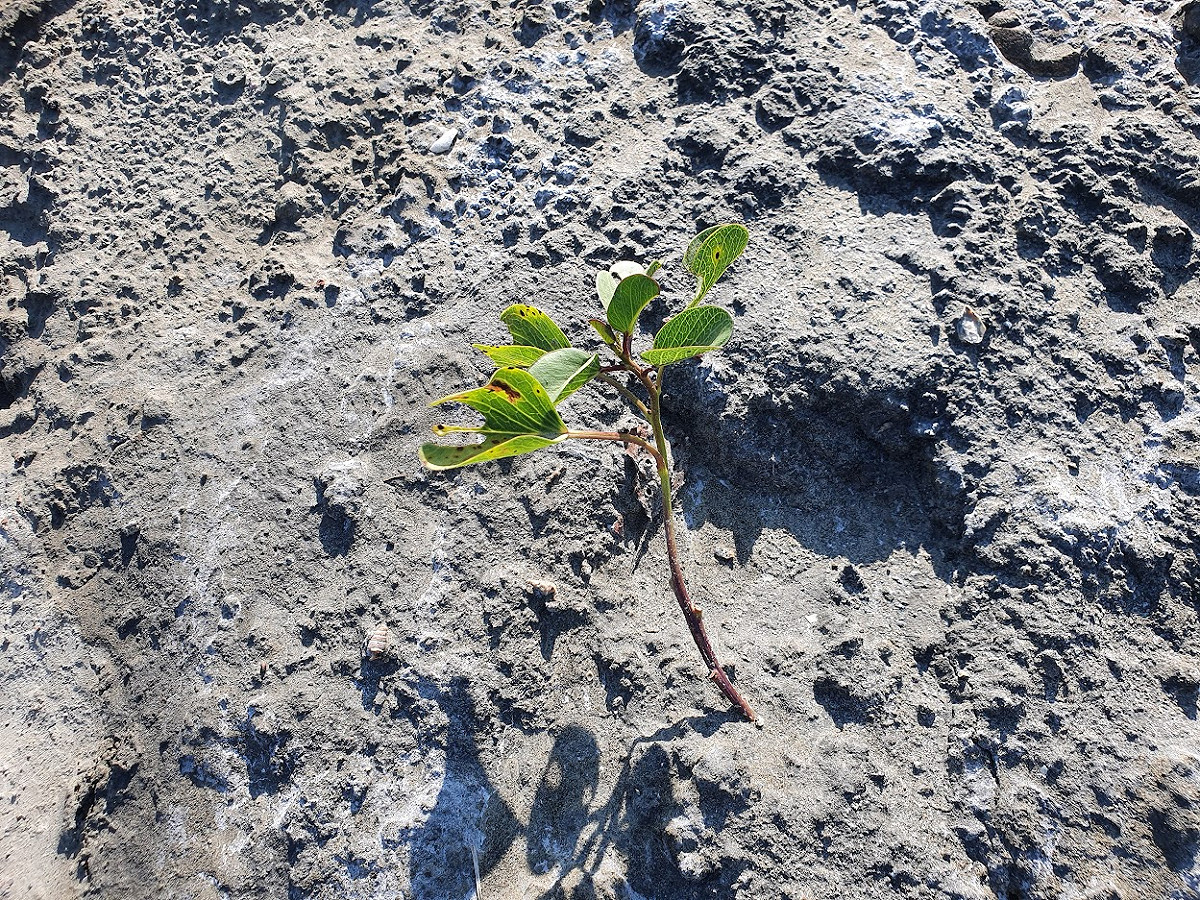 台南市七股濱海地區鹽鹼劣化地土壤表面可觀察到鹽分結晶，苗木生存不易。 圖：農委會林業試驗所／提供