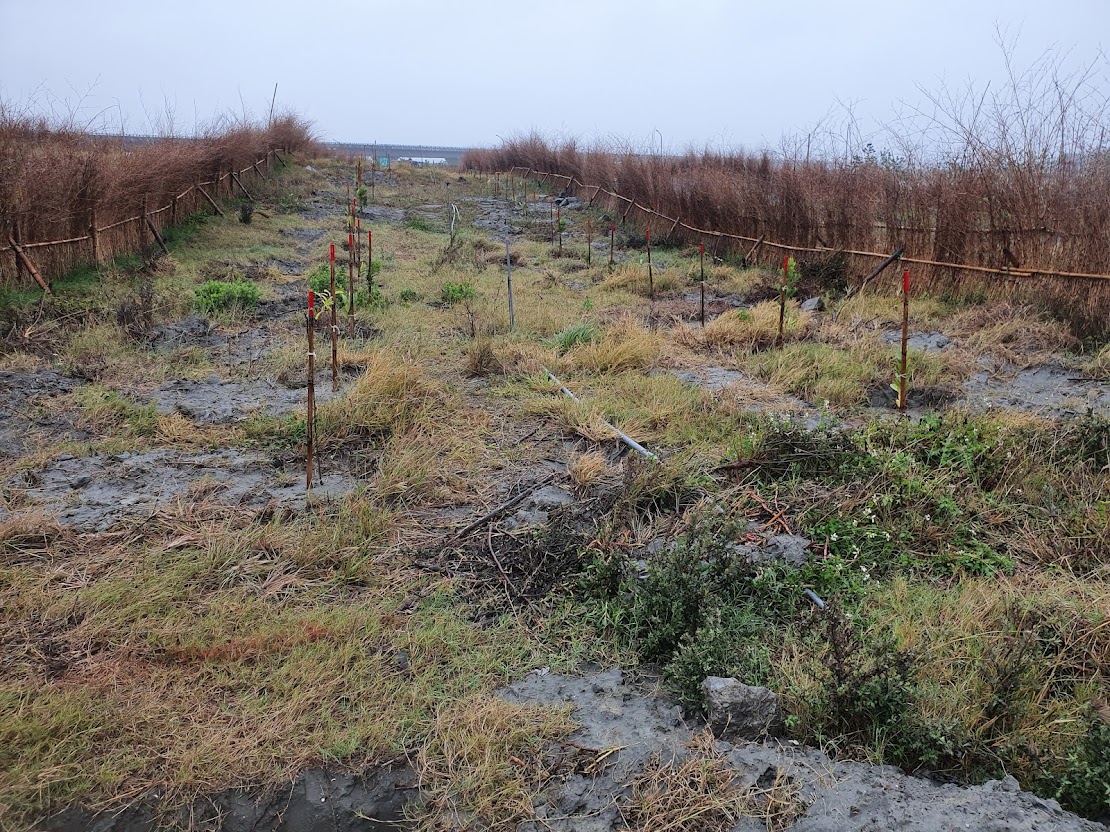 林試所建立防風籬與噴灌設施，為栽植苗木改善生存環境。 圖：農委會林業試驗所／提供