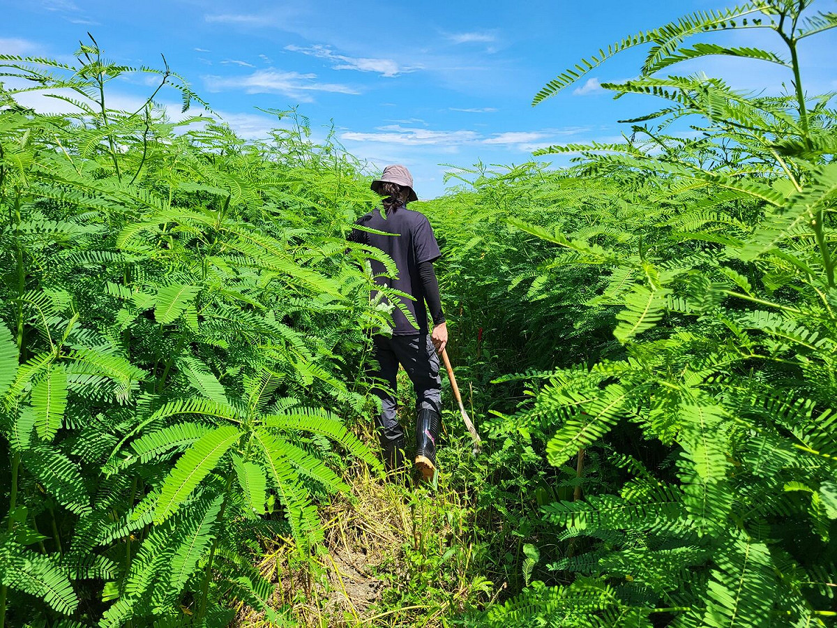 綠肥植物田菁自然生長旺盛，可以有效改善土壤養分。 圖：農委會林業試驗所／提供