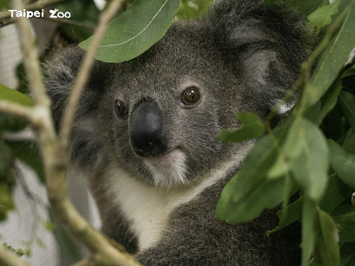 「Bess」是由台北市立動物園首次啟動人工哺育機制照養長大的個體，保育員在6月初正式讓人工哺育的寶寶加入群體。 圖：台北市立動物園／提供