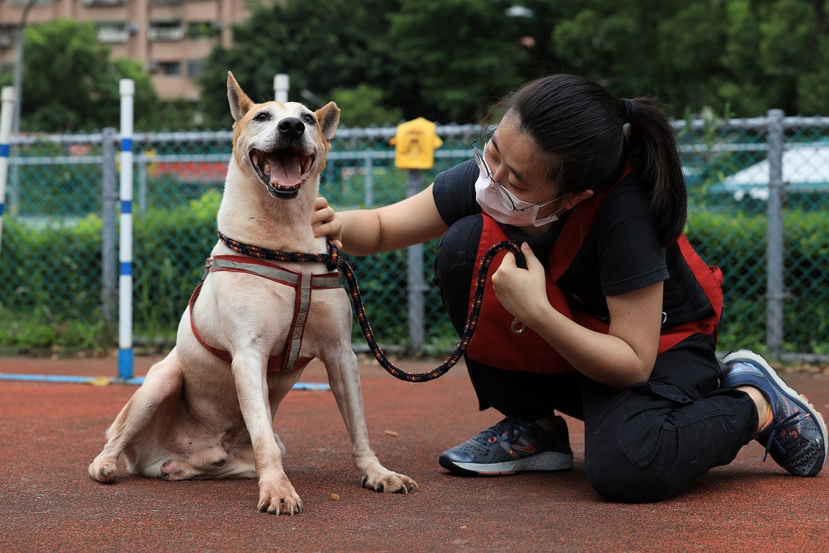 「黃圓圓」在運動場散步累了便坐下休息，在動物之家時常曬太陽、保持適度運動，維持體力。 圖：新北市動保處提供