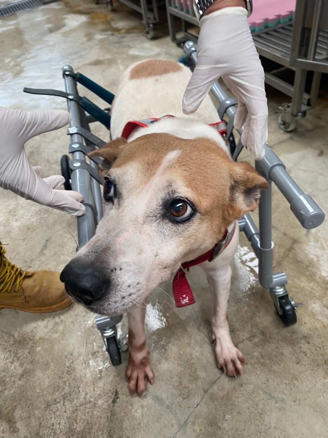 動物之家特製輪椅給「黃圓圓」輔助行走。 圖：新北市動保處提供
