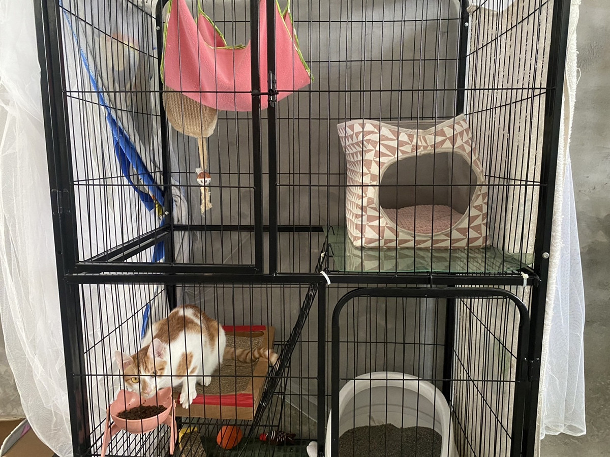 「桃皂」平常飼養在豪華雙層貓籠外，也會讓牠在辦公室內自由活動。 圖：新北市動保處提供