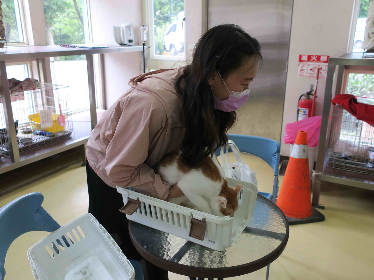 學校老師帶「桃皂」至中和動物之家進行絕育。 圖：新北市動保處提供