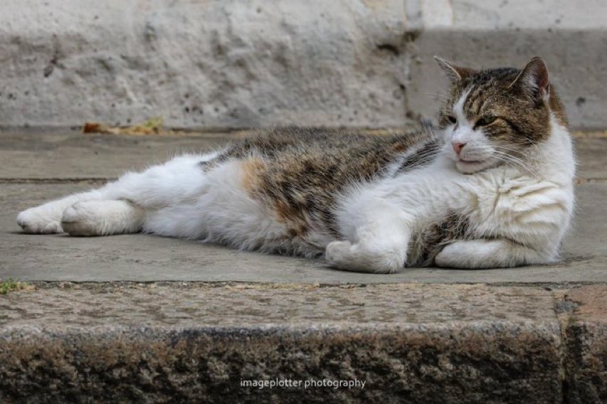 賴瑞喜歡在官邸外頭遊蕩、睡覺。 圖：翻攝自推特@Number10cat