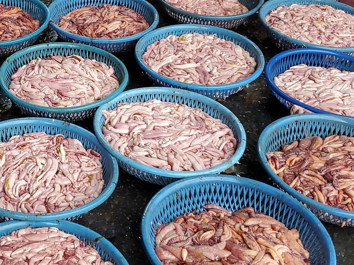 煙仔魚的魚卵(黃色)與魚膘(粉紅色)。