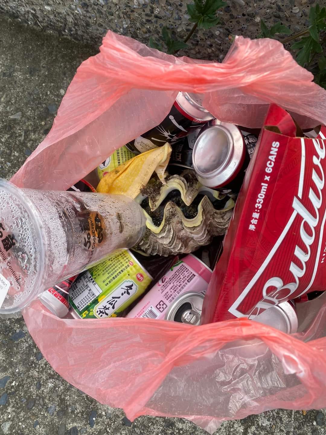 網友發現一顆活著的硨磲貝遭民眾隨意丟棄。 圖：翻攝自小琉球聯盟臉書